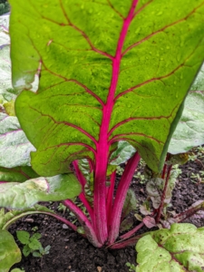 Here's a bright red Swiss chard still growing in the garden bed.