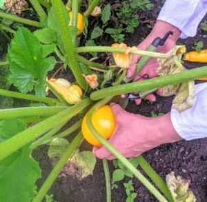 And we harvested several summer squash. These spherical summer squashes, available in dark green, light green, and yellow, are very similar to zucchini.