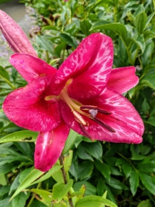 Lily flowers consist of six petal-like segments, which may form the shape of a trumpet, with a more or less elongated tube. The segments may also be reflexed to form a turban shape, or they may be less strongly reflexed and form an open cup or bowl shape.