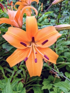 Here's a beautiful orange lily growing in my flower garden. Lilies like to have their "head in the sun, feet in the shade," so plant them where they can get at least six hours of full sun per day.