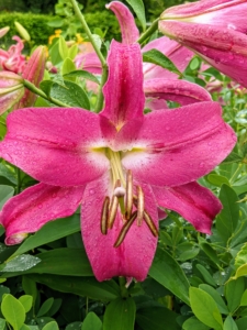 And before bringing them indoors, be sure to gently pull those anthers off of each flower. Pollen is notorious for staining flesh and fabric. Removing the anthers prevents any pollen from getting on the flower petals, which can eat away at the delicate flower parts and shorten the life of the blooms.