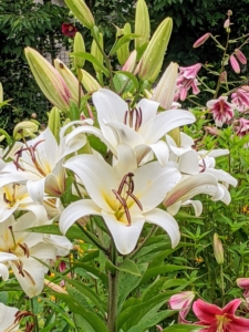 Lilies have one of the longest in-vase lifespans of any cut bloom and the flowers will continue to mature after they’ve been cut.