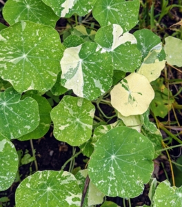 These are the interesting leaves of variegated Nasturtium. Variegated Nasturtium leaves are circular, shield-shaped leaves that grow on a trailing plant. The leaves are fragrant, with a mustard-like scent.