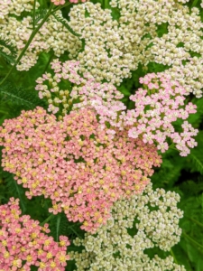Achillea millefolium, commonly known as yarrow, is a flowering plant in the family Asteraceae. It is a hardy perennial with fernlike leaves and colorful blooms. The large, flat-topped flower clusters are perfect for cutting and drying.