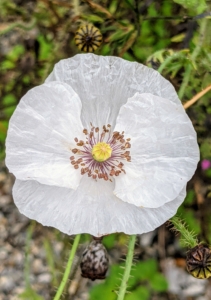 There are still a few poppies thriving in the beds. Poppies produce open flowers that come in many colors from white and gray to crimson red.