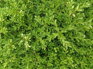 The leaves on boxwood branches are arranged opposite from each other, making pairs. The boxes are native to western and southern Europe, southwest, southern and eastern Asia, Africa, Madagascar, northernmost South America, Central America, Mexico, and the Caribbean. Boxwood is one of my favorites – I use a lot of it here at the farm.