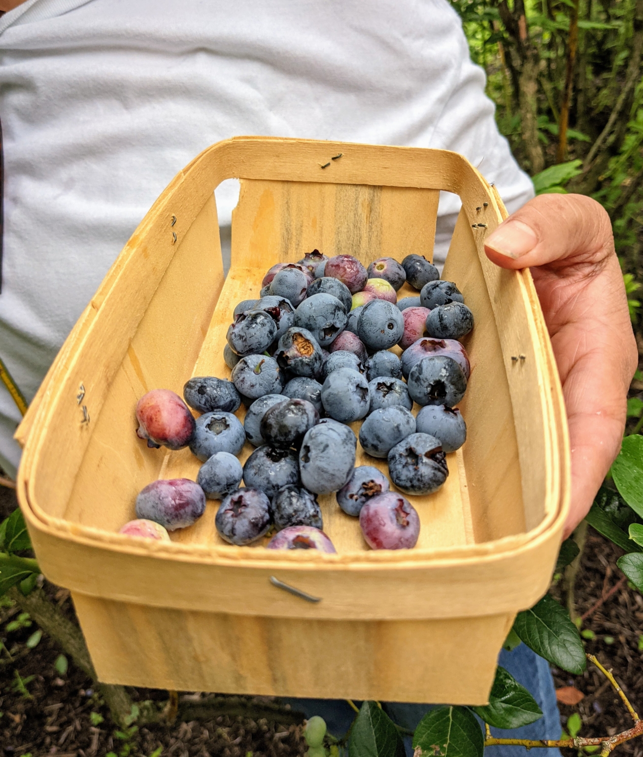 Picking The First Blueberries Of The Season - The Martha Stewart Blog