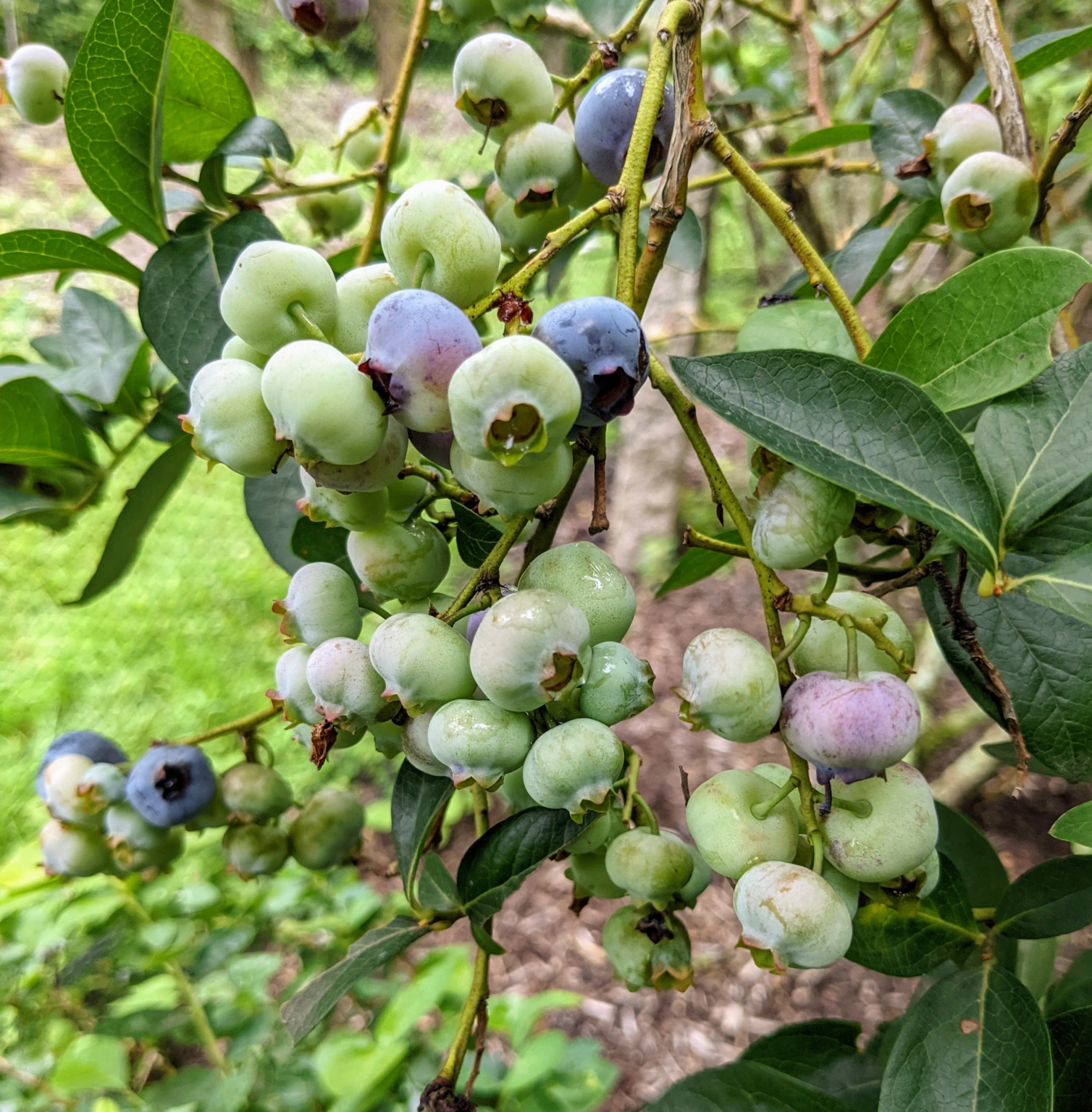 Picking the First Blueberries of the Season - The Martha Stewart Blog