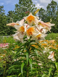 These lilies will continue blooming through mid-August - I am looking forward to enjoying many lily arrangements in the weeks ahead.