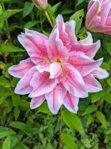 The true lilies are erect plants with leafy stems, scaly bulbs, usually narrow leaves, and solitary or clustered flowers. Rose lily flowers are pollen-free.