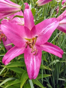 I love these bold pink lily blooms marked with white stripes on each petal.