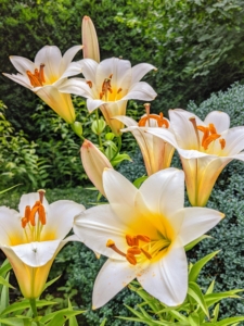 These lilies line both sides of the center stone footpath in my sunken garden behind the Summer House. Some are already blooming beautifully in lovely shades of yellow, cream, and white.