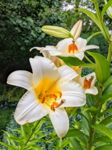 These lilies have stronger stems than some of the other lilies in my gardens. They also aren’t as tall, so they don’t need individual staking, but we sometimes support them with twine along the entire row to keep their large heads from drooping.