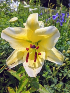 Lily flowers are large and come in a range of colors including yellows, whites, pinks, reds, and purples. These plants are late spring- or summer-flowering. They are native to temperate areas of the Northern Hemisphere.
