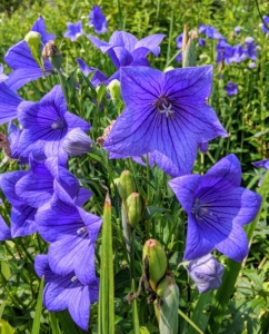 This is a balloon flower, Platycodon grandiflorus - a species of herbaceous flowering perennial plant of the family Campanulaceae, and the only member of the genus Platycodon. It is native to East Asia and is also known as the Chinese bellflower or platycodon.