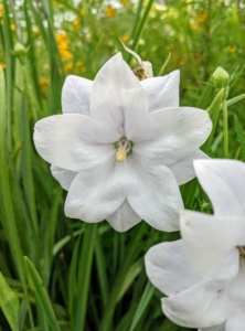 This is a double, white, bell-shaped flowers. Balloon flowers thrive in sun or partial shade. It likes well-drained, slightly acidic soil; and although the balloon flower plant will tolerate dry conditions, it prefers plenty of moisture. This cold hardy plant also does best in cooler conditions in summer, so afternoon shade is a good idea for warmer regions.