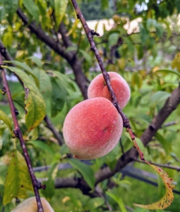 We have beautiful peaches! Some of the peach varieties include ‘Garnet Beauty’, ‘Lars Anderson’, ‘Polly’, ‘Red Haven’, and ‘Reliance’.
