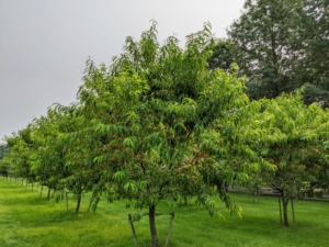 When choosing to grow fruit stock, it is important to select those that are best for your area’s climate and soil. Look closely and see this peach tree laden with growing fruits.