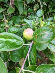 Apple trees need well-drained soil – nothing too wet. The soil also needs to be moderately rich and retain moisture as well as air.