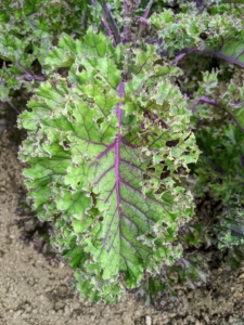 This is kale – very pretty with ruffled leaves and a purple-green color. One cup of chopped kale has 134-percent of the recommended daily intake of vitamin-C – that’s more than a medium orange, which only has 113-percent of the daily C requirement.