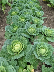 Look at the cabbage - they're the perfect size for picking. The right time for cabbage harvesting will depend on the variety of cabbage planted and when the heads mature. Look for heads that are firm all the way through when squeezed - that's when they're ready.