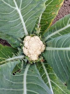 This beautiful cauliflower head is brimming with nutrients. Cauliflower holds plenty of vitamins, such as C, B, and K.