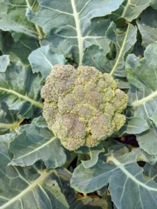 Here’ a head of broccoli, which is high in vitamins A and D.
