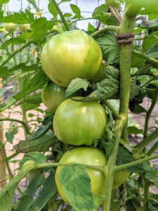 Most tomato plant varieties need between 50 and 90 days to mature. Planting can also be staggered to produce early, mid and late season tomato harvests. Lots of tomatoes are developing on the vines, but they’re not ready just yet – they still need a few more weeks.