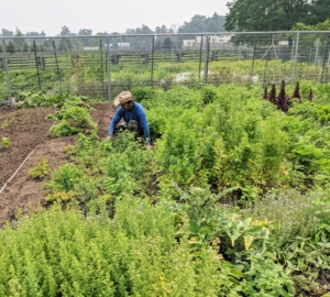 Here's Chhiring tending the garden beds. Because of all the heat and rain this summer, the weeds are growing rampant. It takes a lot of work to maintain such large gardens here at the farm.
