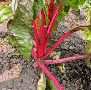 Swiss chard always stands out in the garden, with its rich red stalks. Swiss chard is a leafy green vegetable often used in Mediterranean cooking. The leaf stalks are large and vary in color, usually white, yellow, or red. The leaf blade can be green or reddish in color. Harvest Swiss chard when the leaves are tender and big enough to eat.