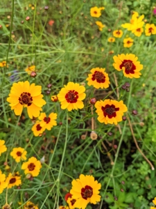 Coreopsis, or tickseed, is an extremely adaptable and easy growing perennial flower. Coreopsis is a genus of flowering plants in the family Asteraceae. It develops mass quantities of yellow, orange, rose, lavender, white, or bi-colored blooms.