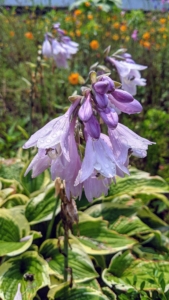 The hosta plants flower in summer, showing off spikes of blossoms in shades of lavender or white. The bell-shaped blooms can be exceptionally fragrant, attracting hummingbirds and bees.