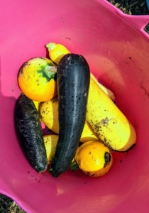 We harvested a full bucket of summer squash. Zucchini can be dark or light green. A related hybrid, the golden zucchini, is a deep yellow or orange color – all so delicious.