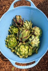 When harvesting artichokes, all you need is a utility knife to cut the stem approximately one to three inches from the base of the bud. The stem becomes a useful handle when trimming the artichoke. After harvesting the center bud, the artichoke plant will produce side shoots with small buds between one to three inches in diameter.