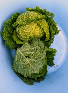 Ryan picked two heads. The leaves of the Savoy cabbage are more ruffled and a bit more yellowish in color. Cabbage, Brassica oleracea, is a member of the cruciferous vegetables family, and is related to kale, broccoli, collards, and Brussels sprouts.