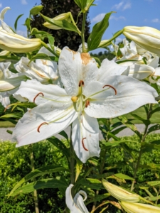 Mixed in the terrace gardens are beautiful white lilies - all opening now. In an upcoming blog, I'll share photos of my white lily garden in full bloom.