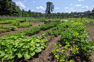 This year, we’ve had a lot of very warm days. This can sometimes be a detriment to growing crops, but some of the plants continue to do well such as our peppers, eggplants, tomatoes, and summer squash.