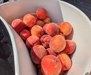 And look! Our first bounty of fresh, organic peaches from my orchard!! We have so many fruits growing this season - so sweet and delicious!