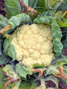 This beautiful cauliflower head is brimming with nutrients. Cauliflower holds plenty of vitamins, such as C, B, and K.