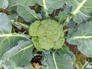 The broccoli heads are also looking great. Broccoli heads are ready when they're deep green with small, tightly packed buds. And always harvest broccoli right away if it starts to flower or turn yellow. Side shoots will continue growing after the main head is harvested.
