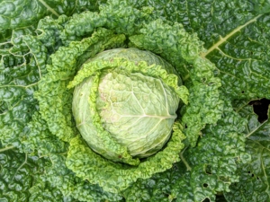 This big head of cabbage looks perfect. Cabbage, Brassica oleracea, is a member of the cruciferous vegetables family, and is related to kale, broccoli, collards and Brussels sprouts. To get the best health benefits from cabbage, it’s good to include all three varieties into the diet – Savoy, red, and green. The leaves of the Savoy cabbage are more ruffled and a bit more yellowish in color.