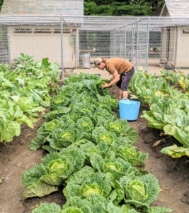 Our cabbage patch looks excellent. Some cabbages are ready in as few as 80 days from seed and 60 days from transplanting, while others take as long as 180 days from seed or 105 days from transplanting, depending on the variety. Here's Ryan looking for the best ones to harvest.