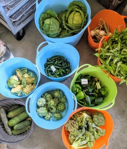 All the freshly picked vegetables are loaded in trug buckets and brought up to my flower room, where they can be washed if needed, then bagged and stored in the refrigerator.