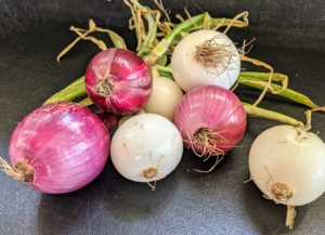 The onions look wonderful, too - Ryan picked just a few. We planted a lot of white, yellow and red onions. Onions are harvested later in the summer when the underground bulbs are mature and flavorful. I always look forward to the onion harvest!