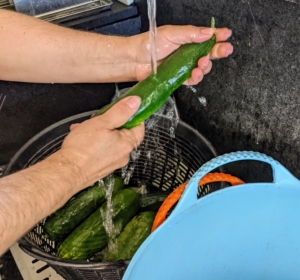 The cucumbers are rinsed with cold water before bagging. Cucumbers require a long growing season, and most are ready for harvest in 50 to 70 days from planting. The fruits ripen at different times on the vine, but it is essential to pick them when they are ready. If they are left on the vine too long, they tend to taste bitter.