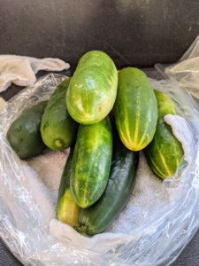 Ryan picks cucumbers when they are at least six to eight inches in length. These will be so sweet and juicy.