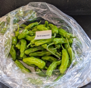Shishito peppers are small, bright green, somewhat wrinkled-looking peppers in the capsicum annuum family. Most of the peppers are very mildly spicy and even a bit sweet.