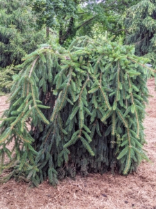 Picea abies ‘Pendula’ is used as a collective term to describe the myriad weeping and pendulous forms of Norway spruce. The Norway spruce or European spruce is a species of spruce native to Northern, Central, and Eastern Europe. Its uniquely trained form adds so much interest in this pinetum.