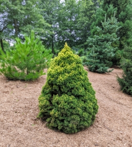 This is a dwarf Alberta spruce with a dense, compact, cone-shaped form.