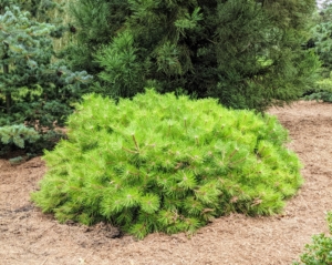 This short shrub is Pinus strobus ‘Blue Shag’, commonly known as an eastern white pine cultivar. It is a dense, globose form that typically only grows to about four feet tall.
